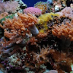 Meet your Posher, Clinton